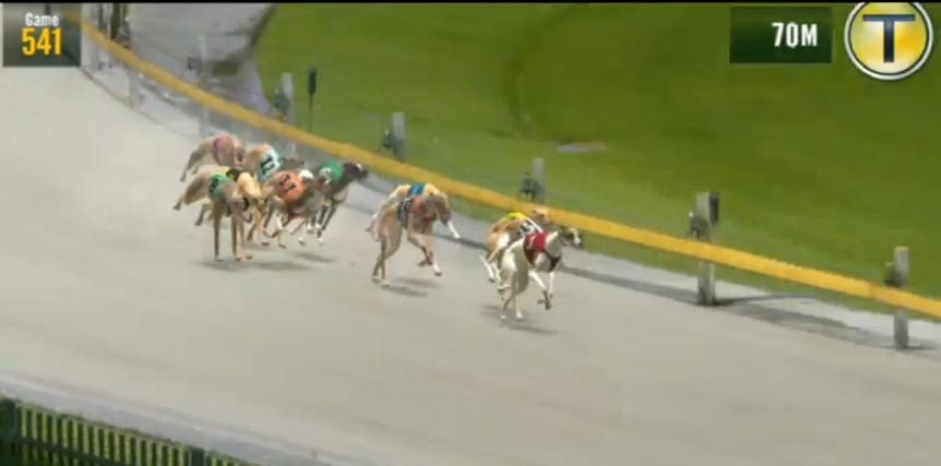 Dog Race